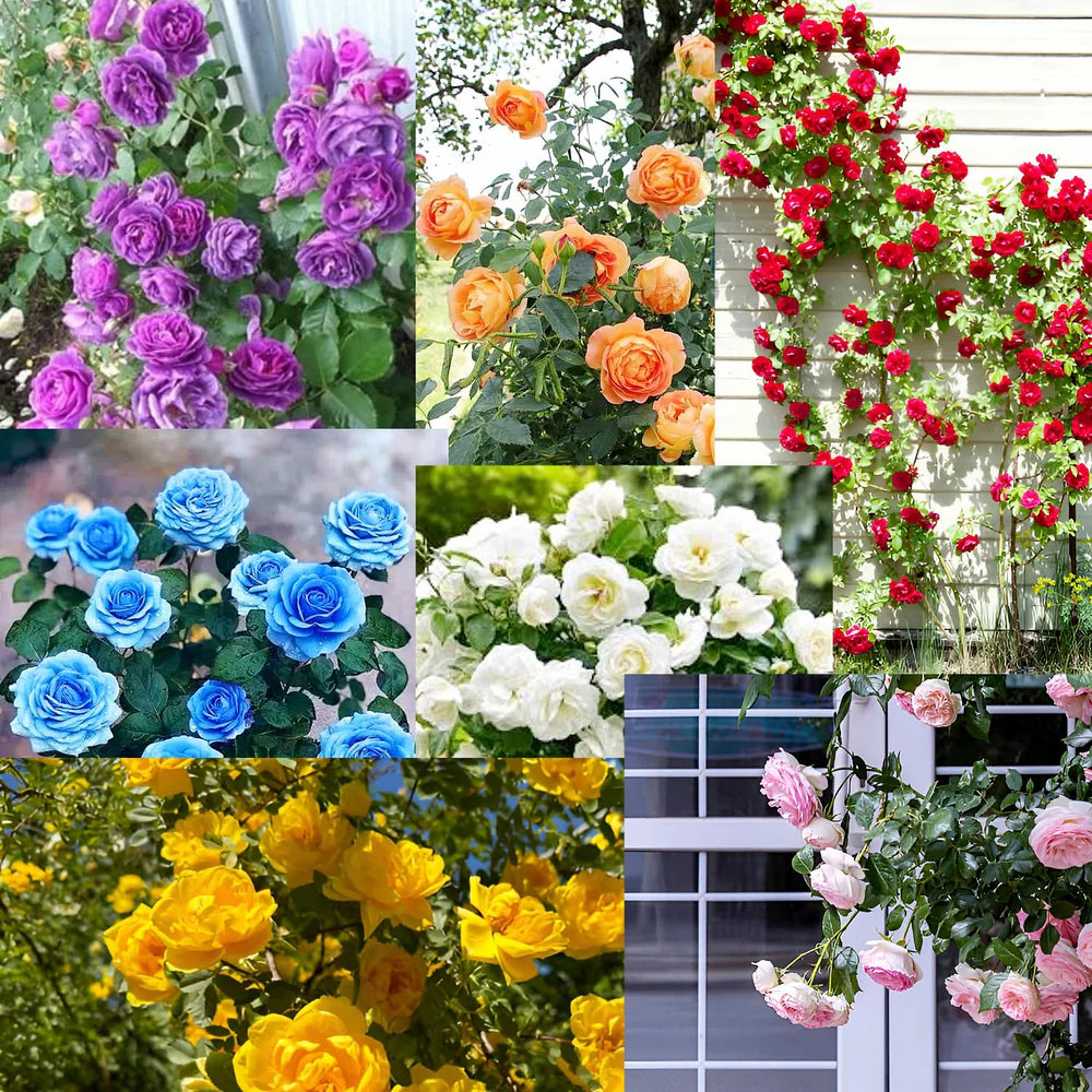 🌸✨SkyBloom Roses – Elegant Climbing Seeds🌹🌿